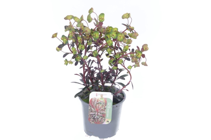 <h4>Euphorbia Miner's Merlot</h4>