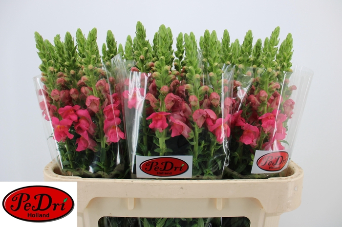 <h4>Antir Poto Rose</h4>