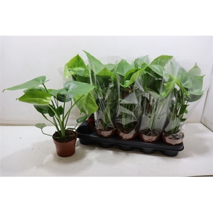 arr8 Monstera Ov