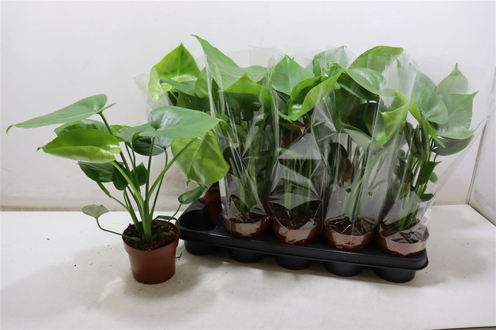 <h4>arr8 Monstera Ov</h4>