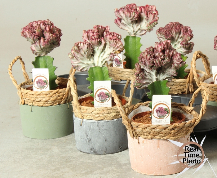 <h4>EUPHOR LAC CRISTATA</h4>