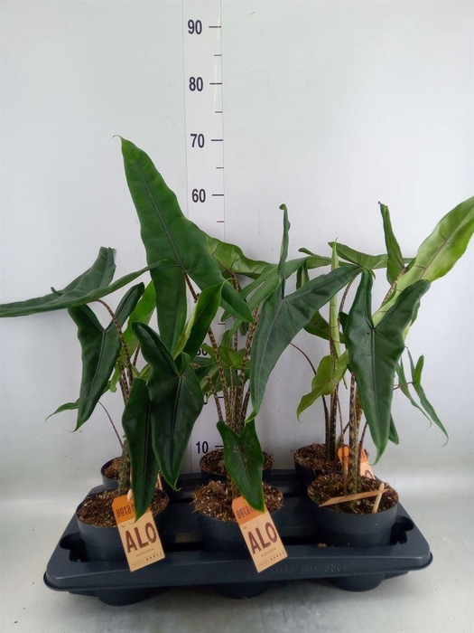 <h4>Alocasia zebrina</h4>