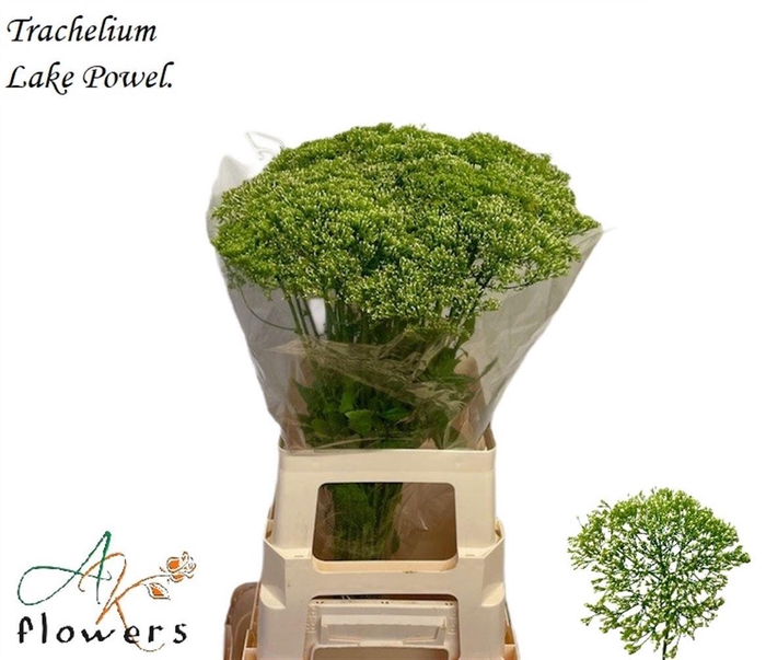 <h4>TRACH LAKE POWELL</h4>