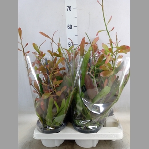 Rhipsalis   ...