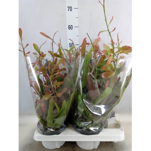 Rhipsalis   ...