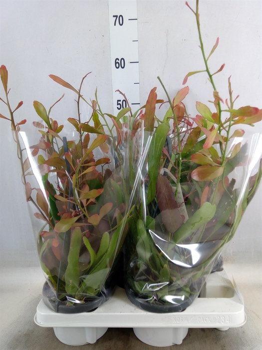 <h4>Rhipsalis   ...</h4>
