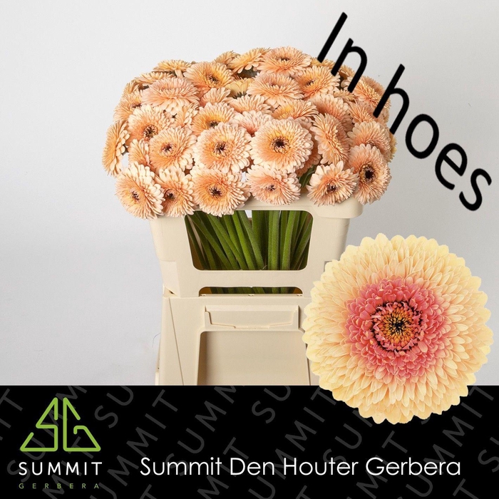 <h4>GE MB JAYJAY</h4>