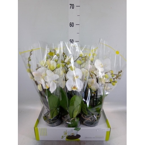 Phalaenopsis   ...white