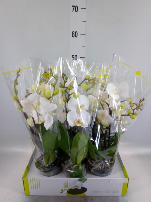 <h4>Phalaenopsis   ...white</h4>