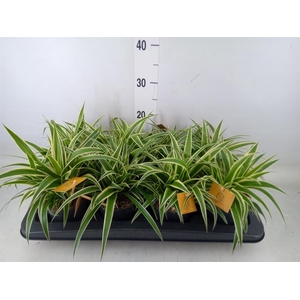Chlorophytum com. 'Ocean'