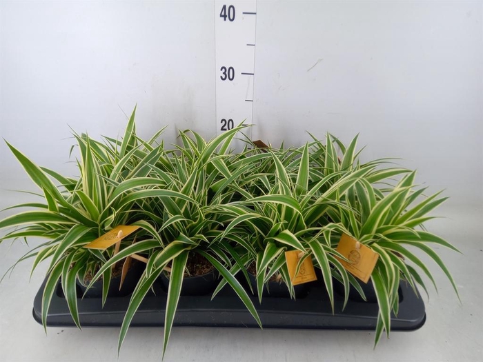 <h4>Chlorophytum com. 'Ocean'</h4>