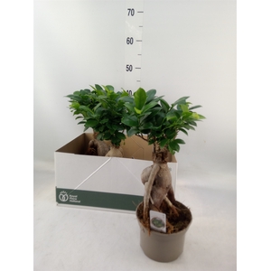 Ficus microcarpa 'Ginseng'
