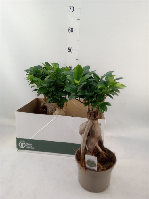 <h4>Ficus microcarpa 'Ginseng'</h4>