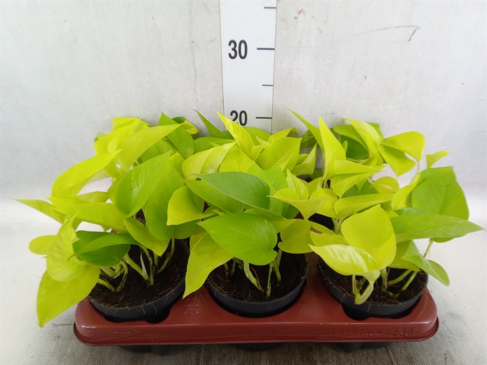 <h4>Epipremnum pinn. 'Golden Pothos'</h4>