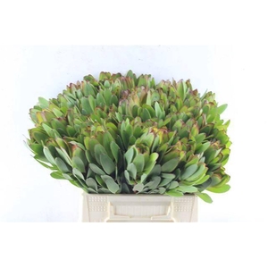 LEUCAD SAF GOLDSTRIK