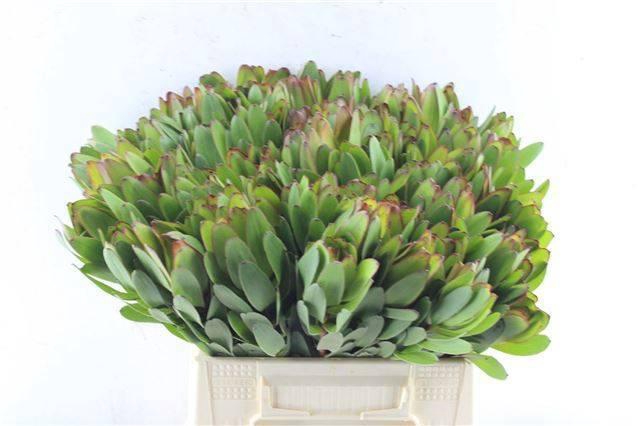 <h4>LEUCAD SAF GOLDSTRIK</h4>