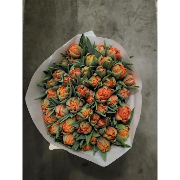 <h4>TU DU ORANGE PRINCESS</h4>