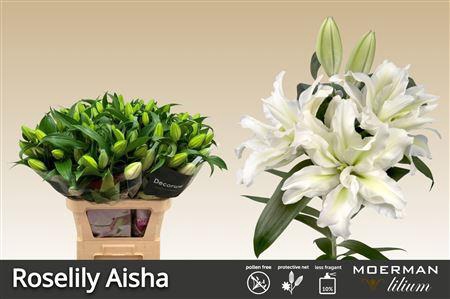 <h4>LI ROSE-LILY AISHA 4</h4>
