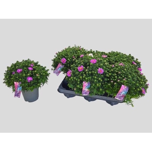 ASTER D ALPHA PINK