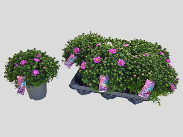 <h4>ASTER D ALPHA PINK</h4>