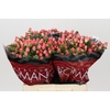 Hypericum Sweet Romance