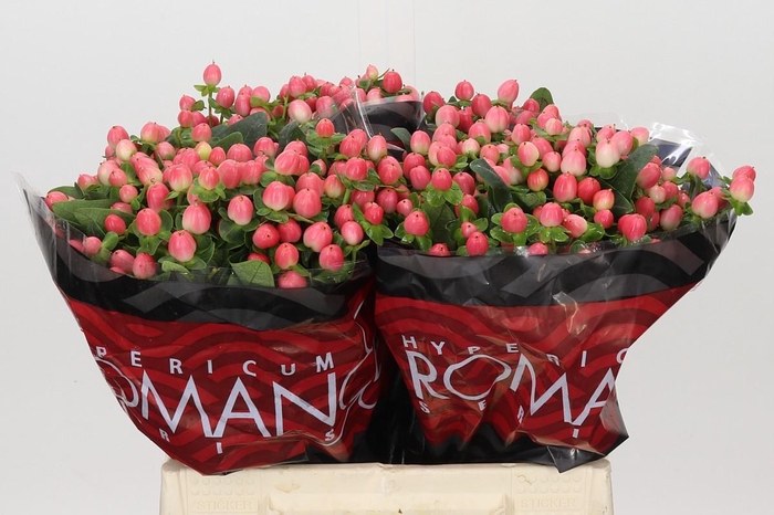 <h4>Hypericum Sweet Romance</h4>