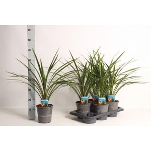Cordyline Indivisa Peko