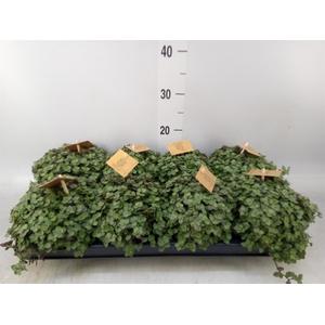 Callisia repens 'Turtle'