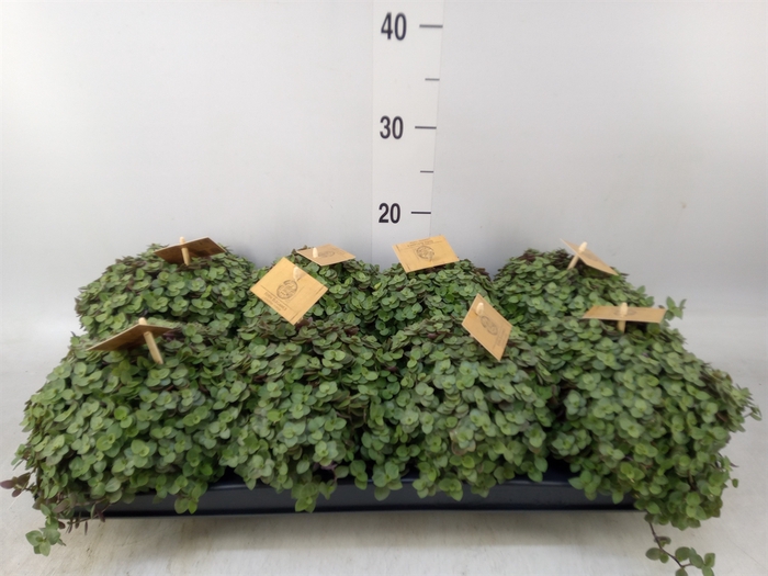 <h4>Callisia repens 'Turtle'</h4>