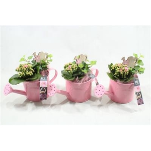 6612 ROZE GIETER