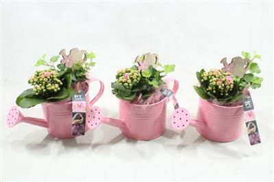 <h4>6612 ROZE GIETER</h4>