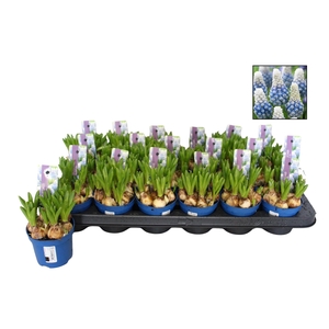 MUSCAR MOUNTAIN LADY