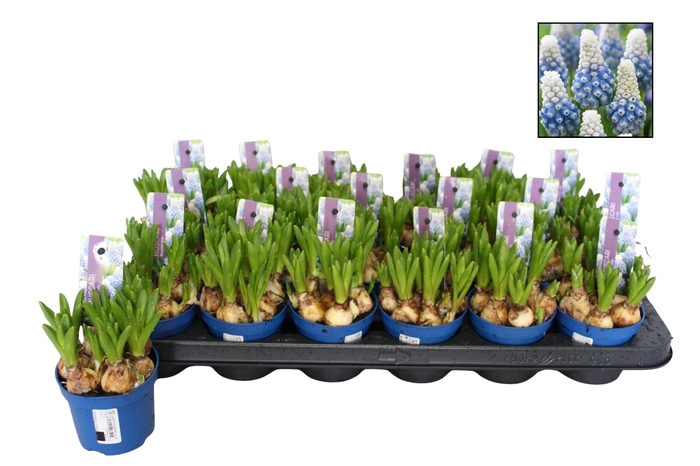 <h4>MUSCAR MOUNTAIN LADY</h4>