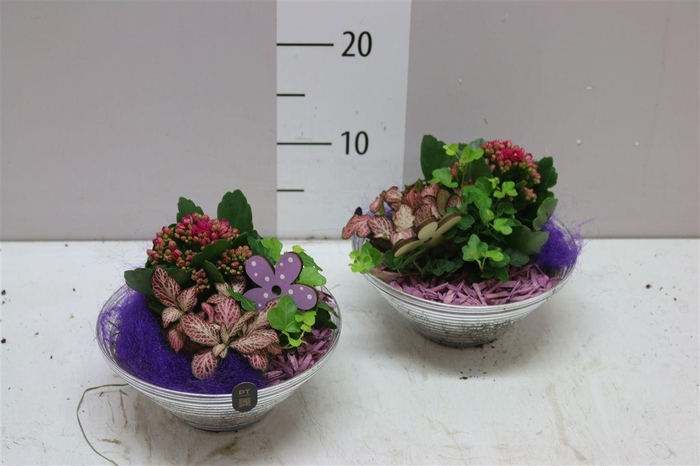 <h4>Arr 2657 Paars Glas</h4>