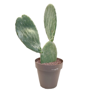 OPUNTIA FICUS INDICA - POT Ø 25 (CACTUS)