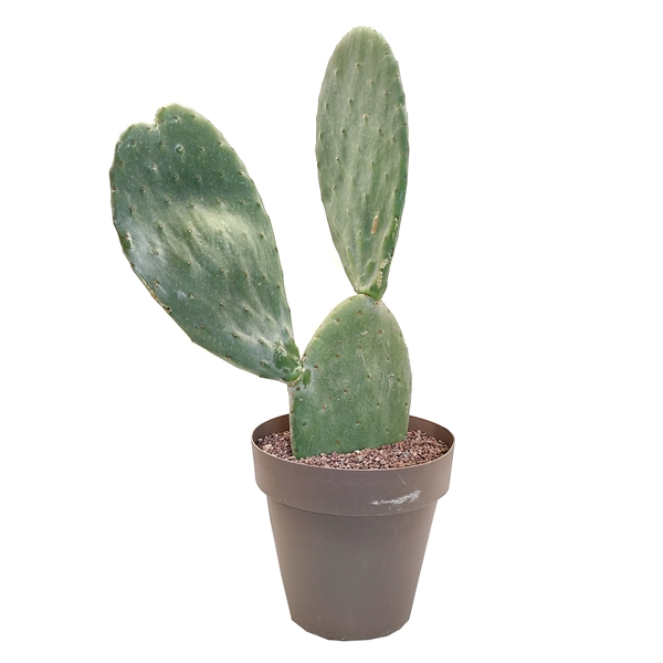 <h4>OPUNTIA FICUS INDICA - POT Ø 25 (CACTUS)</h4>