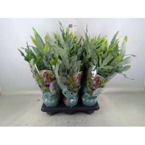 Phlebodium aureum 'Blue Star'
