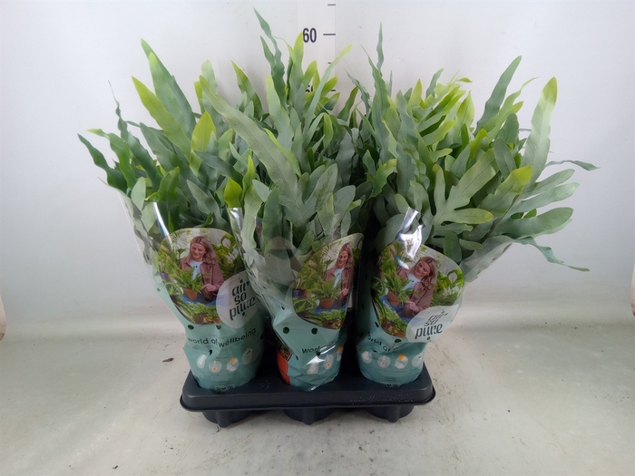 <h4>Phlebodium aureum 'Blue Star'</h4>