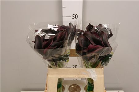 <h4>Zant Odessa (x40)</h4>