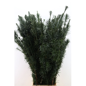 Taxux Baccata Fastagiata Extra Lang