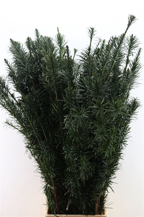 <h4>Taxux Baccata Fastagiata Extra Lang</h4>