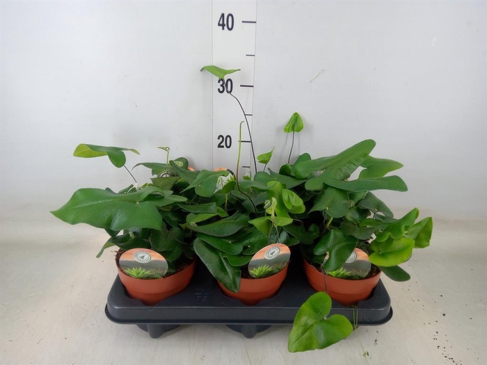 <h4>Hemionitis arifolia</h4>