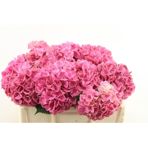 Hydr M Pink Ruby 50-17