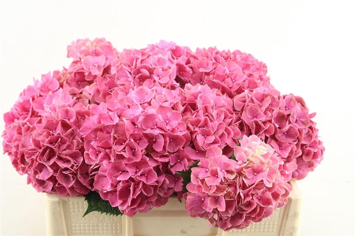 <h4>Hydr M Pink Ruby 50-17</h4>