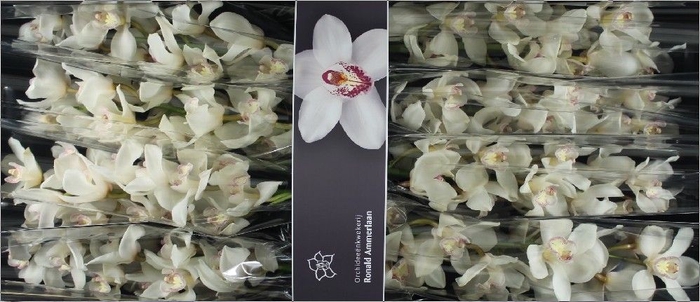 <h4>Cymbidium Antonella</h4>