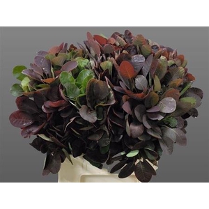Cotinus Blad