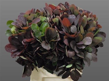 <h4>Cotinus Blad</h4>