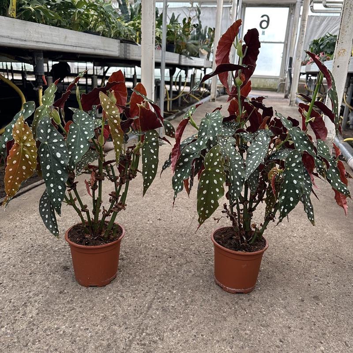 <h4>BEGONIA MACULATA P19</h4>