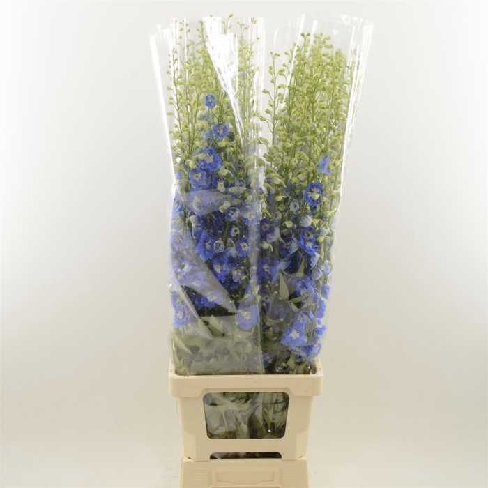 <h4>Delphinium double Aurora Blue</h4>