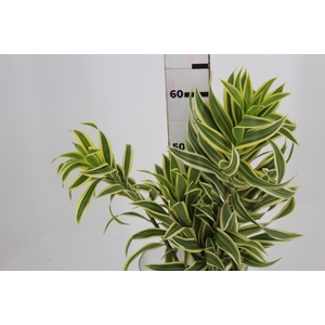 FOLHAGEM DRACENA PLEOMELE VARIEGATA